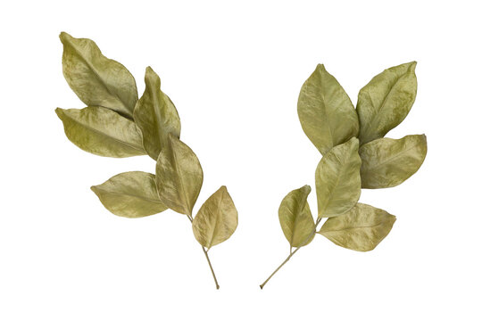 Beautiful dry murraya leaves isolated on transparent background