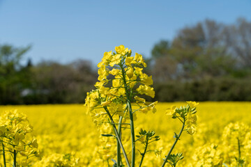 黄色の絨毯のような菜の花畑と一本の菜の花