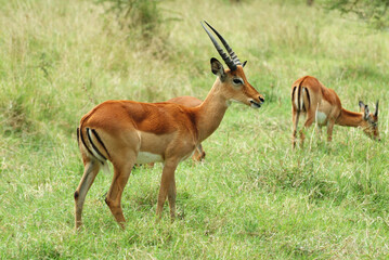 Impala, Lake Nakuru National Park, Kenya
