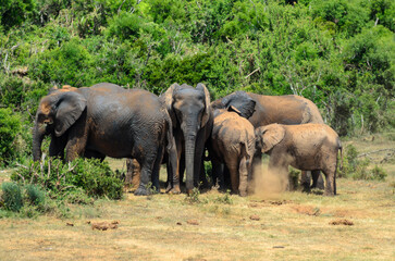 Elephant herd playing in lake at Addo National Park