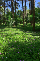 Tropical forest, Mauritius