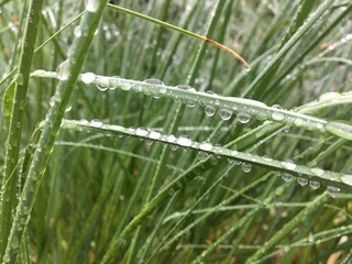 Fresh Dew Drops on Grass Blades in Morning Light.