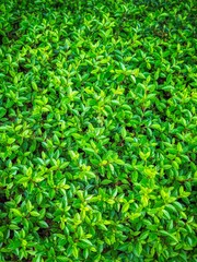 신선한 녹색 잎사귀 배경 