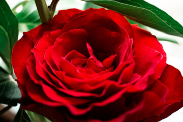 a vibrant red rose nestled in a woven basket with a brown leather accent, evoking classic beauty...
