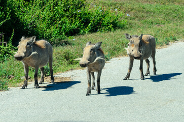 Three warthogs on road at Addo National Park