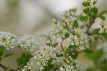 fiore di prugnolo in primavera
