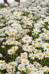Cose up of blooming white daisies, chamomile with yellow centers growing in a lush meadow background. Oxeye daisy, Leucanthemum vulgare, Common daisy, Dog daisy. Gardening, plant breeding