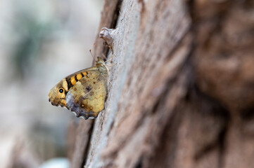 Close- up shot of Speckled Wood Pararge aegeria 