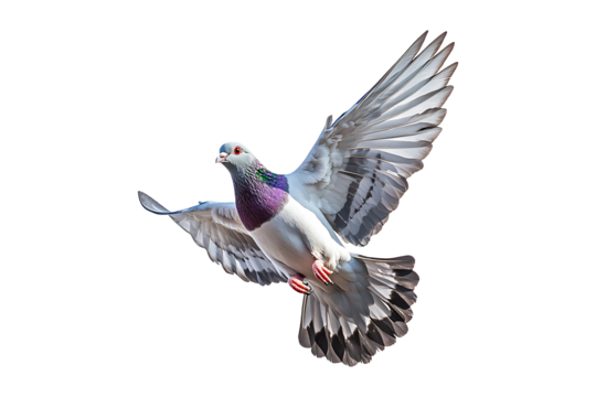 flying white pigeon isolated on a transparent background