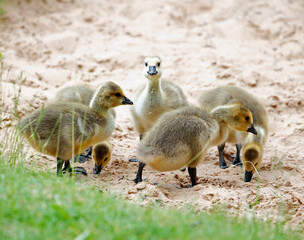Goslings eating seed heads in the grass