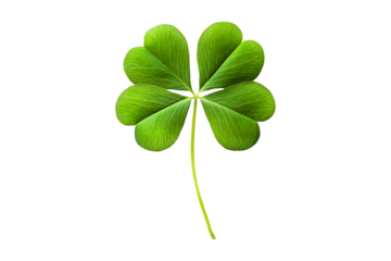 Four leaf clover isolated on a transparent background