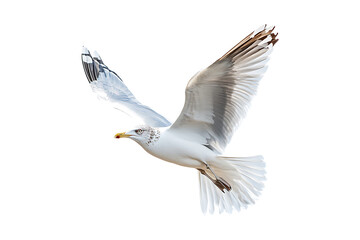 Obraz premium Flying Seagull isolated on a transparent background