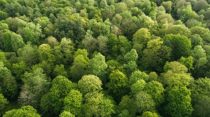 Naklejka premium Lush Green Forest Aerial View Rich Foliage Canopy Dense Woods in Daylight Nature Woodland Landscape Environment