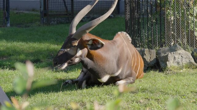 A bongo antelope with striking spiral horns lies calmly on the green grass inside a zoo enclosure. The sunlight highlights its reddish-brown coat with distinctive white stripes.