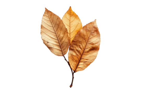dry leaves isolated on a transparent backgroundleaves - Powered by Adobe