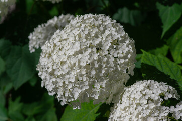 Hydrangea arborescens smooth white flowering plant, group of small flowers on one stem in bloom