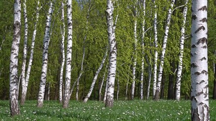 White birch trees stand tall in a springtime grove, their delicate leaves rustling in the breeze, with lush green grass and small white flowers covering the ground - Powered by Adobe