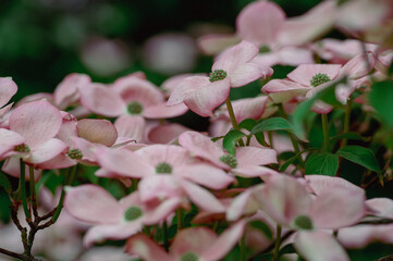 Cornus florida ornamental and beautiful flowering dogwood shrub, pale white pink flowers with four petals in bloom