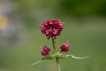 Centranthus ruber red spur valerian flowering plant, bright red pink flowers in bloom, green stem and leaves, ornamental flower
