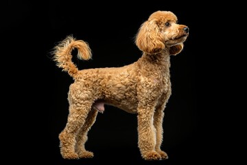 Poodle dog isolated on black background