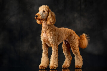 Poodle dog isolated on black background