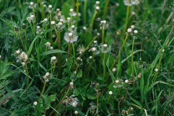 green grass with water drops