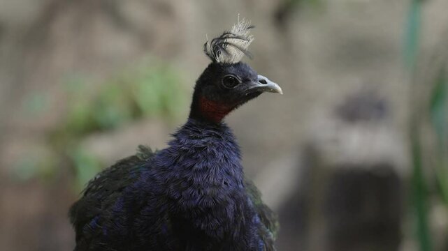 A Palawan peacock-pheasant showing its unique head crest and iridescent plumage. This bird is native to the Philippines and is known for its striking courtship display.