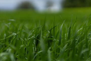 green grass background