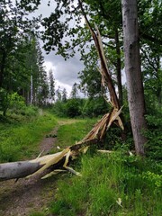 tree in the forest