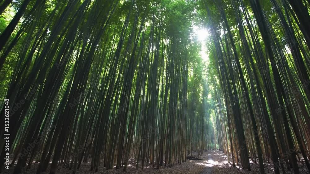 Poster soft sunlight filtering through dense bamboo grove, casting dappled shadows and creating tranquil ze