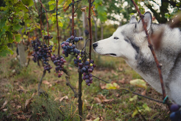 A beautiful husky dog smelling grapes  in the vineyard