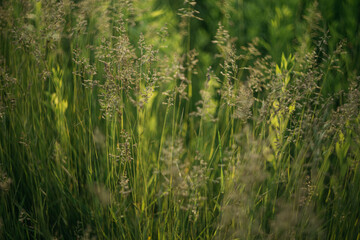 Obraz premium green grass in the morning