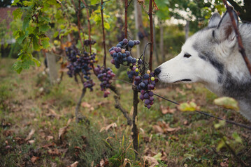 A beautiful husky dog smelling grapes  in the vineyard