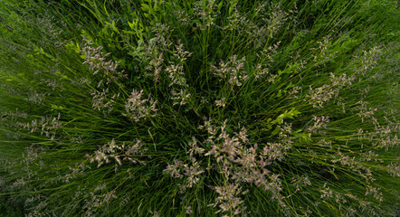 green grass background