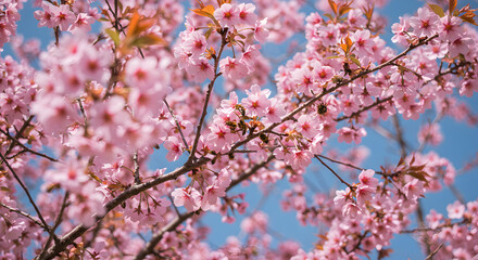Fototapeta premium Delicate Pink Cherry Blossoms in Full Bloom Against a Clear Blue Sky
