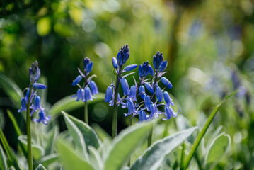 Delicate Bluebells Against a Soft Green Backdrop