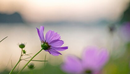 Pink flower blooms, backlit near river, soft focus background, calming, serene