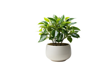 Obraz premium A lush green plant in a simple white pot, adding a touch of nature indoors. background removed