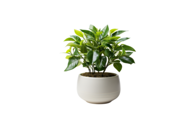 A lush green plant in a simple white pot, adding a touch of nature indoors. background removed