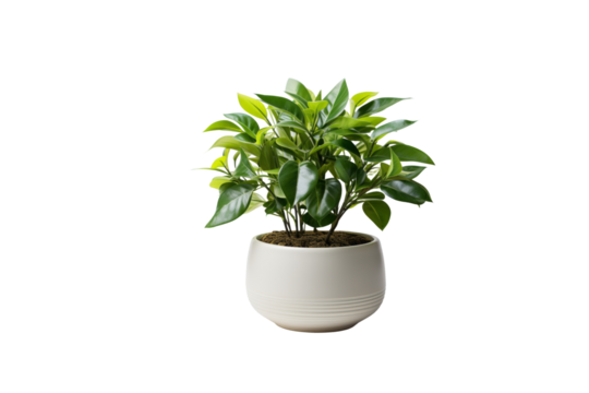 A lush green plant in a simple white pot, adding a touch of nature indoors. background removed