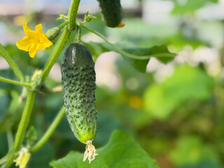 Organic cucumbers growing in greenhouse garden close up