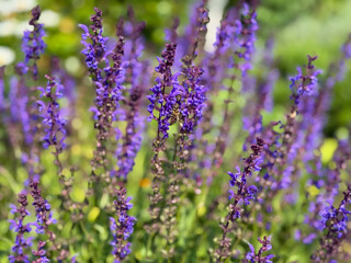 Beautiful blooming purple Salvia nemorosa decorative garden flowers close up
