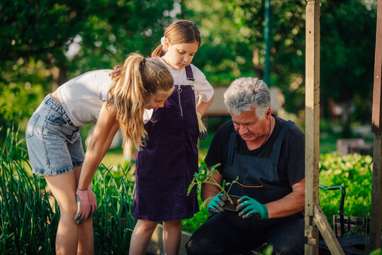 Gardener teaching gardening to his granddaughters in the family vegetable garden