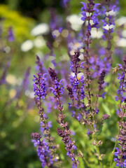 Naklejka premium Beautiful blooming purple Salvia nemorosa decorative garden flowers close up