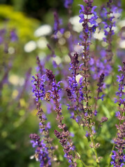 Beautiful blooming purple Salvia nemorosa decorative garden flowers close up
