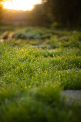 Naklejka premium stone path in the garden at sunrise