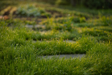 stone path in the garden at sunrise