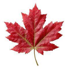 A vibrant red maple leaf isolated on a white background, showcasing its intricate veins and natural texture, perfect for seasonal decoration and nature-inspired designs.