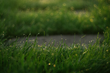morning green grass and water drops