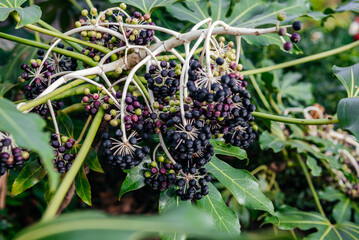 Ripe Japanese Aralia Berries Amidst Leaves